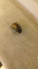 Melolonthinae