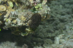 Symploca hydnoides