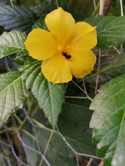 Turnera ulmifolia