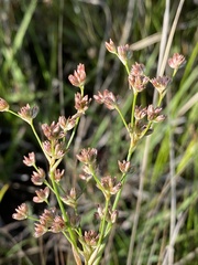 Juncus oxycarpus
