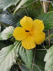 Turnera ulmifolia