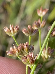 Juncus oxycarpus