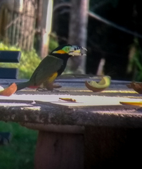 Selenidera maculirostris