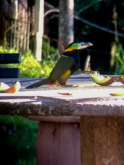 Selenidera maculirostris