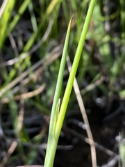 Juncus oxycarpus