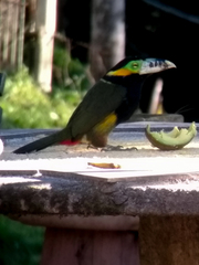 Selenidera maculirostris