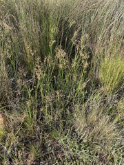 Juncus oxycarpus