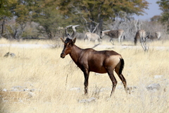 Alcelaphus buselaphus caama