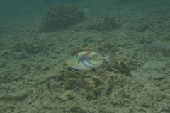 Rhinecanthus aculeatus