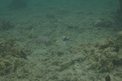 Rhinecanthus aculeatus