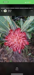 Protea