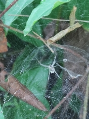 Cyrtophora cicatrosa