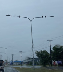 Calyptorhynchus banksii