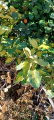 Elaeagnus reflexa