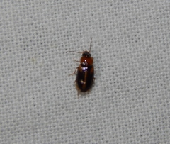Stenolophini