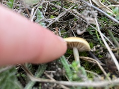 Agrocybe