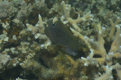 Stegastes punctatus