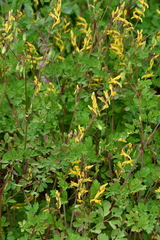 Corydalis ochotensis