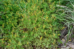 Corydalis ochotensis