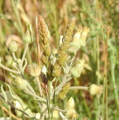 Andryala integrifolia
