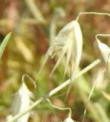 Avena sterilis