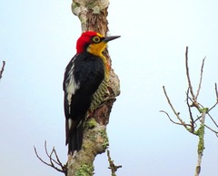 Melanerpes flavifrons