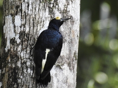 Melanerpes cruentatus