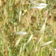 Avena sterilis