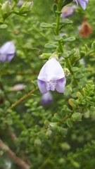 Eremophila weldii