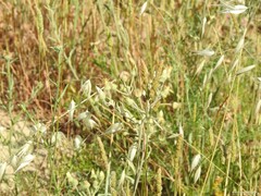 Andryala integrifolia