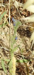 Echium vulgare