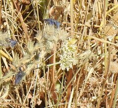 Echium vulgare