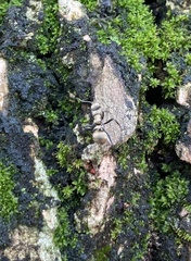 Polyrhachis cupreata