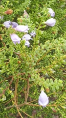 Eremophila weldii