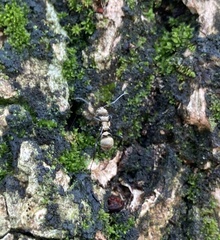 Polyrhachis cupreata