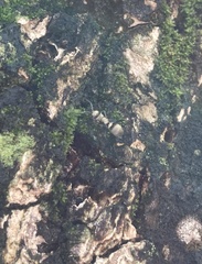 Polyrhachis cupreata