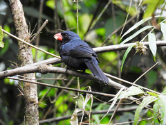Saltator fuliginosus