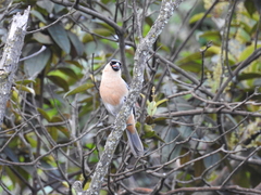 Schistochlamys ruficapillus