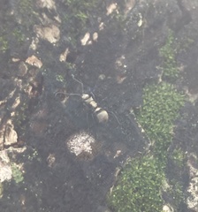 Polyrhachis cupreata