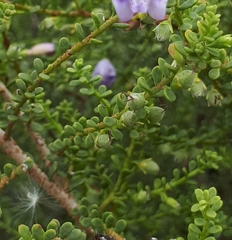 Eremophila weldii