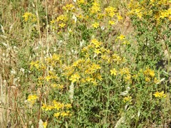 Hypericum perforatum