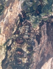 Polyrhachis cupreata