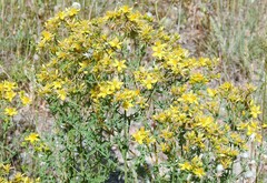 Hypericum perforatum