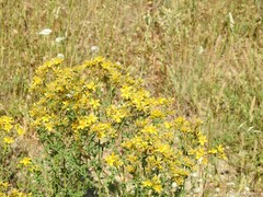 Hypericum perforatum