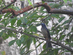 Saltator grandis