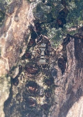 Polyrhachis cupreata