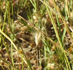 Hordeum murinum leporinum