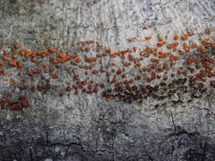 Amphilogia gyrosa