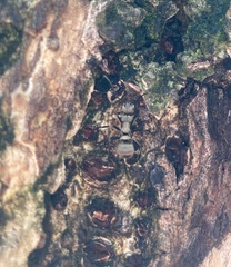 Polyrhachis cupreata