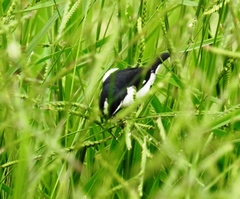 Sporophila lineola